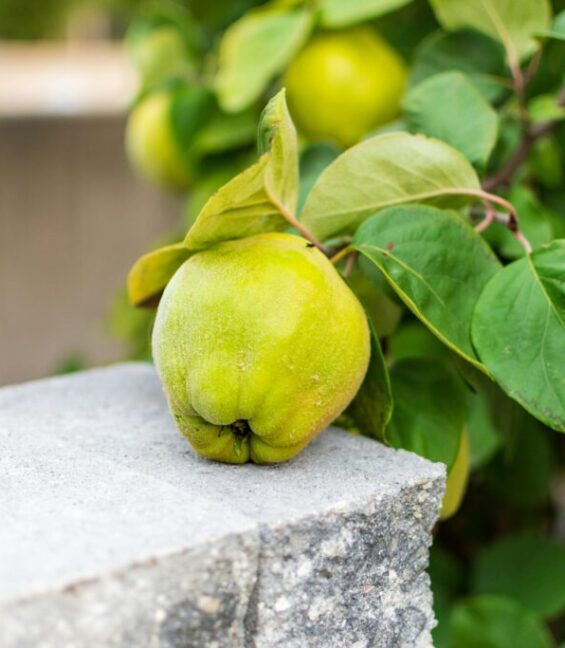 Santé-Essences123458888bs