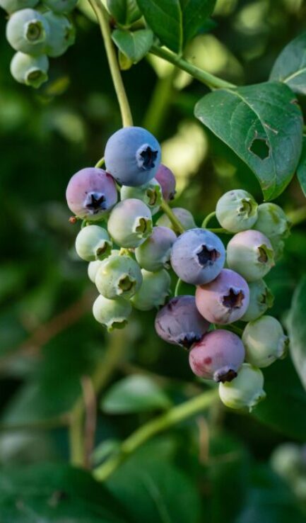 Santé-Essences123458888z