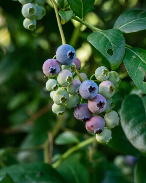 Santé-Essences123458888z