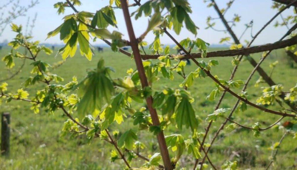 Santé-Essences123458998