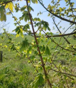 Santé-Essences123458998