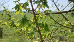 Santé-Essences123458998