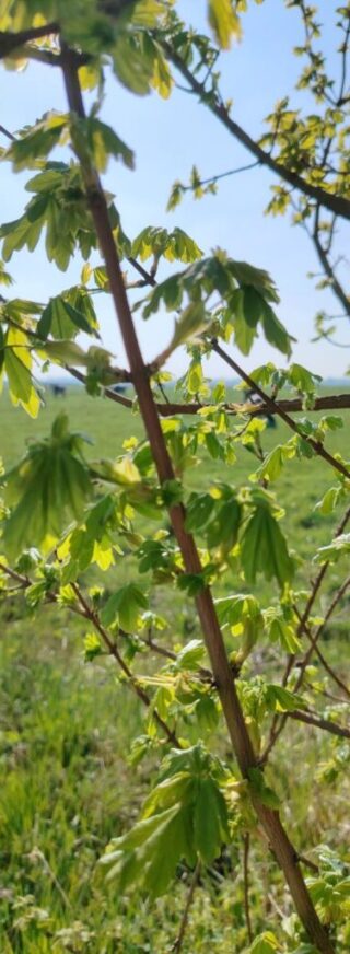 Santé-Essences123458998