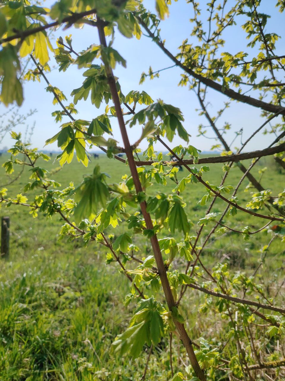 Santé-Essences123458998