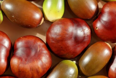 Santé-Essences123458888é4JJ099U88A