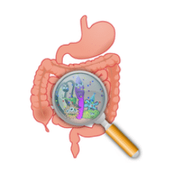 Plongez dans l'écosystème fascinant de votre microbiote intestinal et son impact sur votre santé globale.