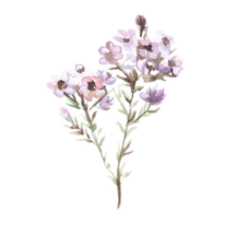 Explorez la sagesse traditionnelle et les preuves scientifiques de la phytothérapie.